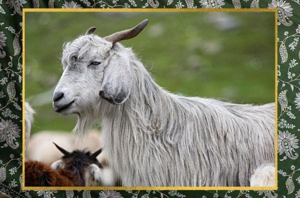 DO VEGANS WEAR CASHMERE SCARF?